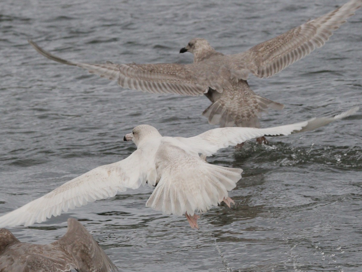 Glaucous Gull - ML613479545