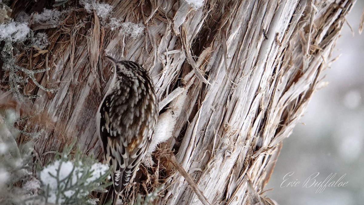 Brown Creeper - Eric Buffaloe