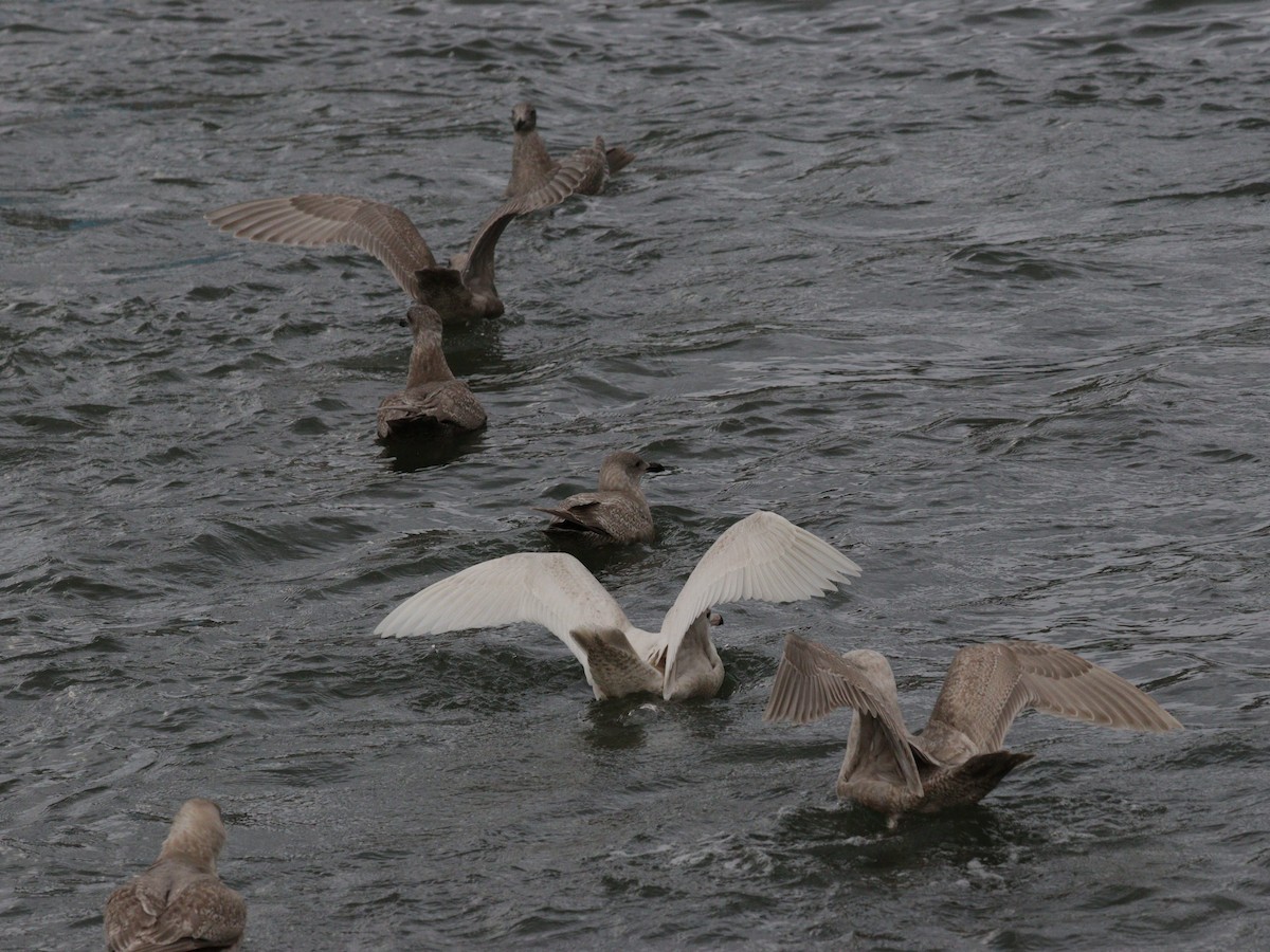 Glaucous Gull - ML613479556