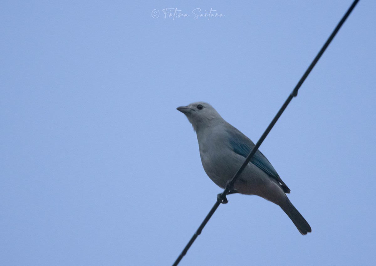 Blue-gray Tanager - Fátima SantanaP