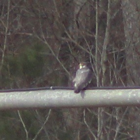 Peregrine Falcon - ML613479600