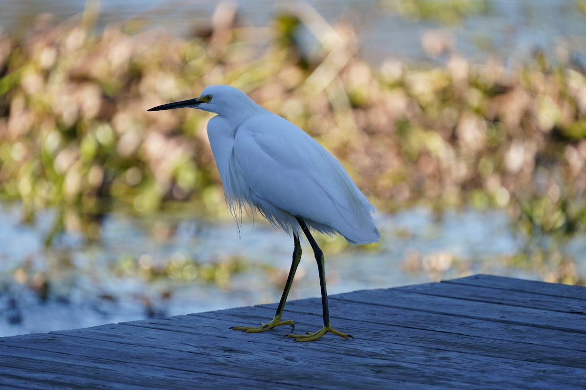 Snowy Egret - ML613479718