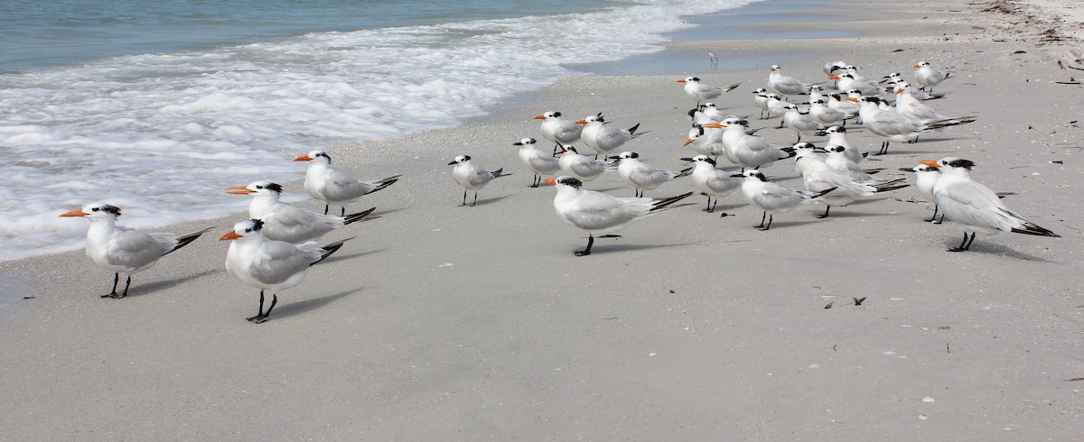 Sandwich Tern - ML613479755