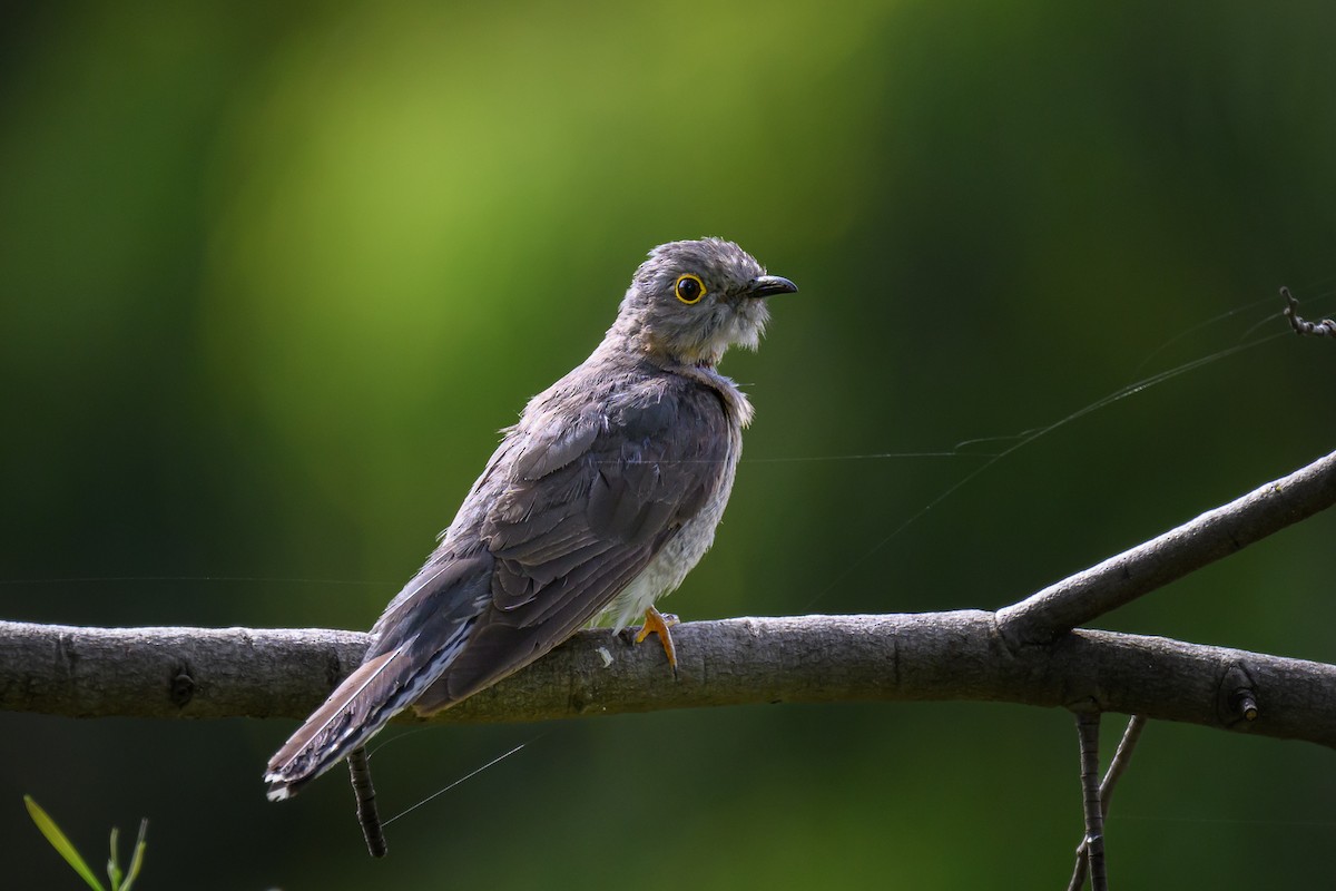 Fan-tailed Cuckoo - ML613479794