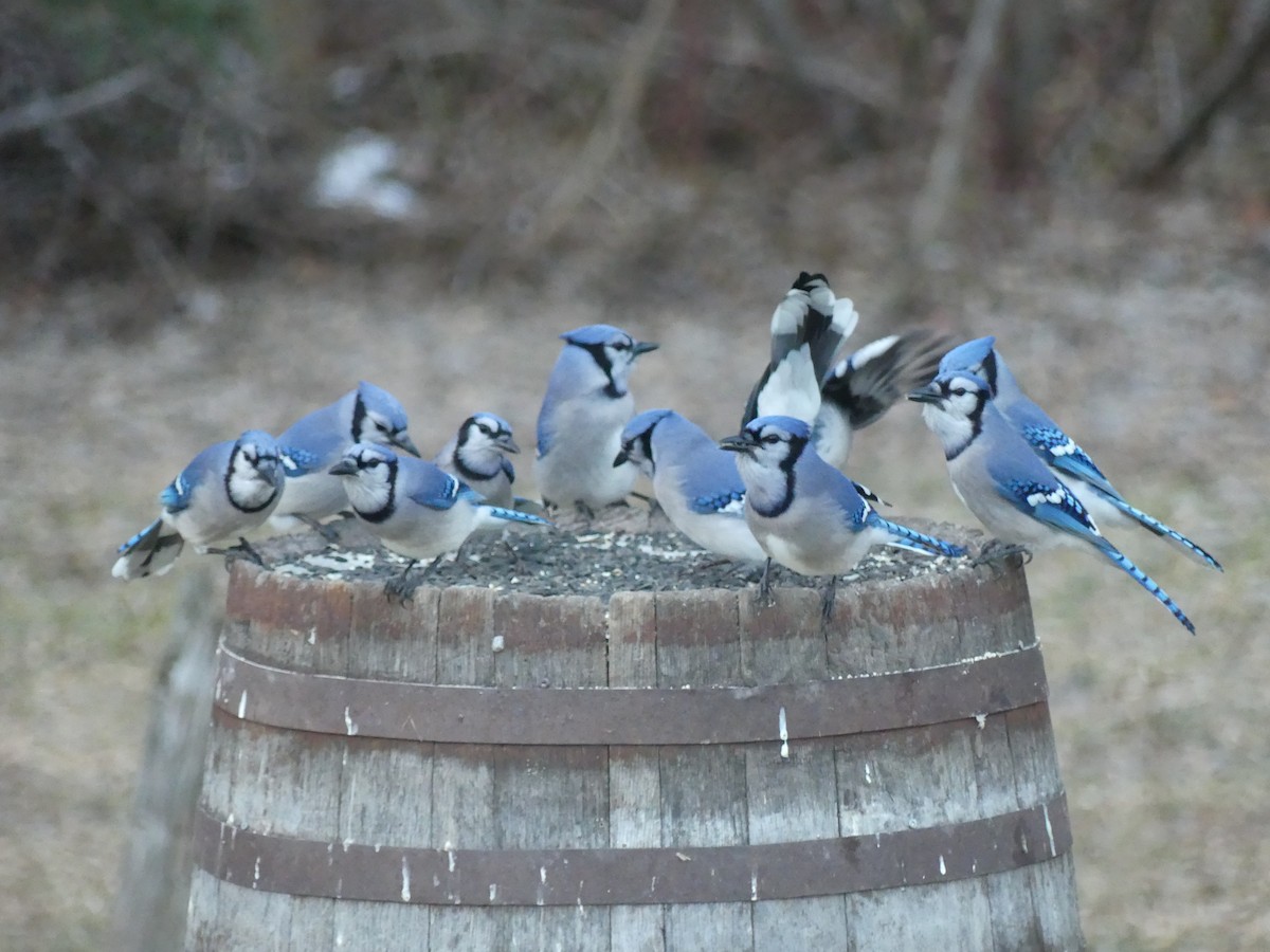 Blue Jay - Réjean Deschênes