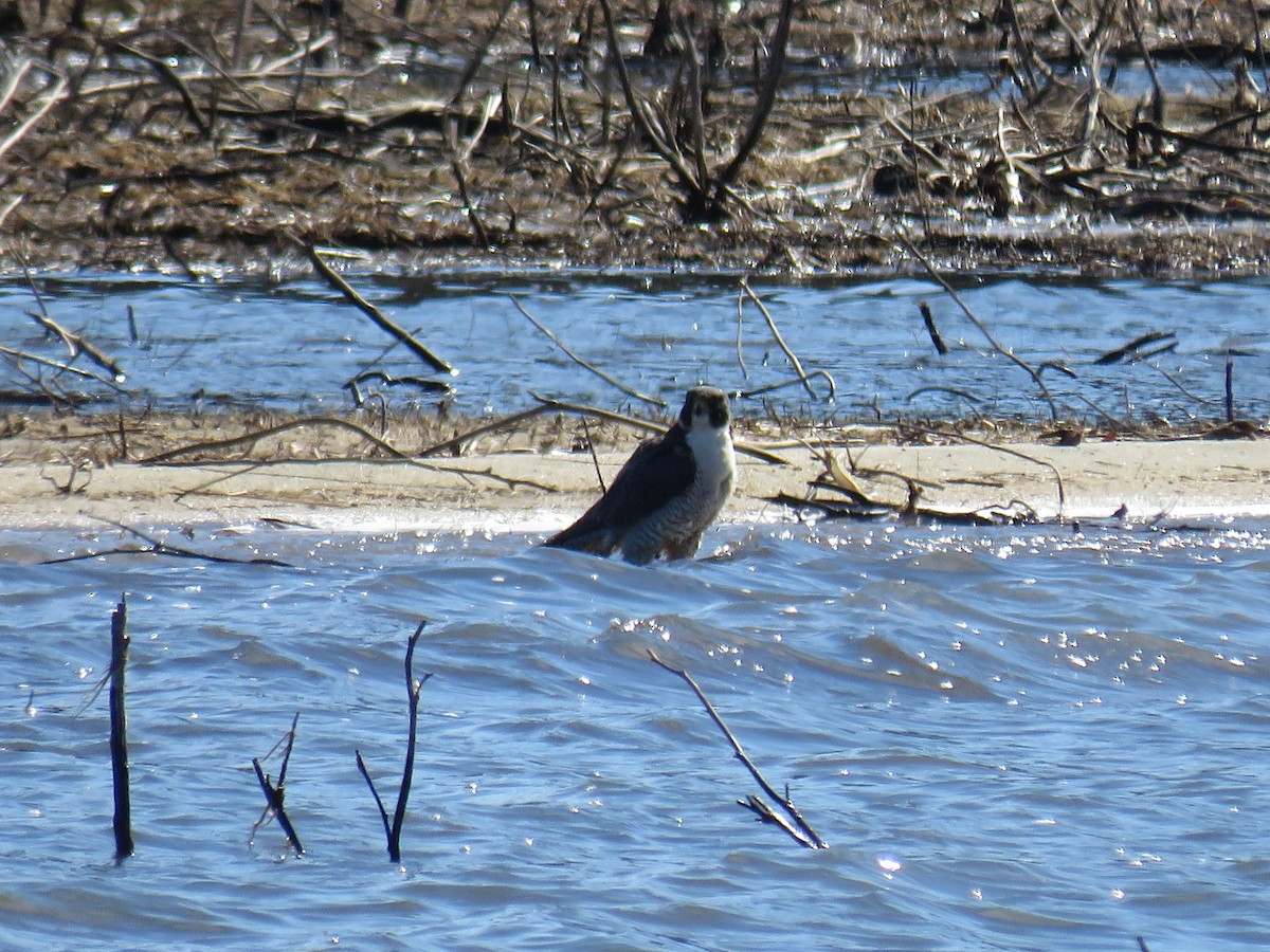 Peregrine Falcon - ML613479818