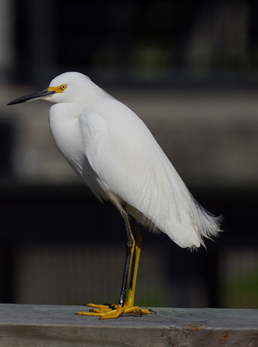 Snowy Egret - ML613479827