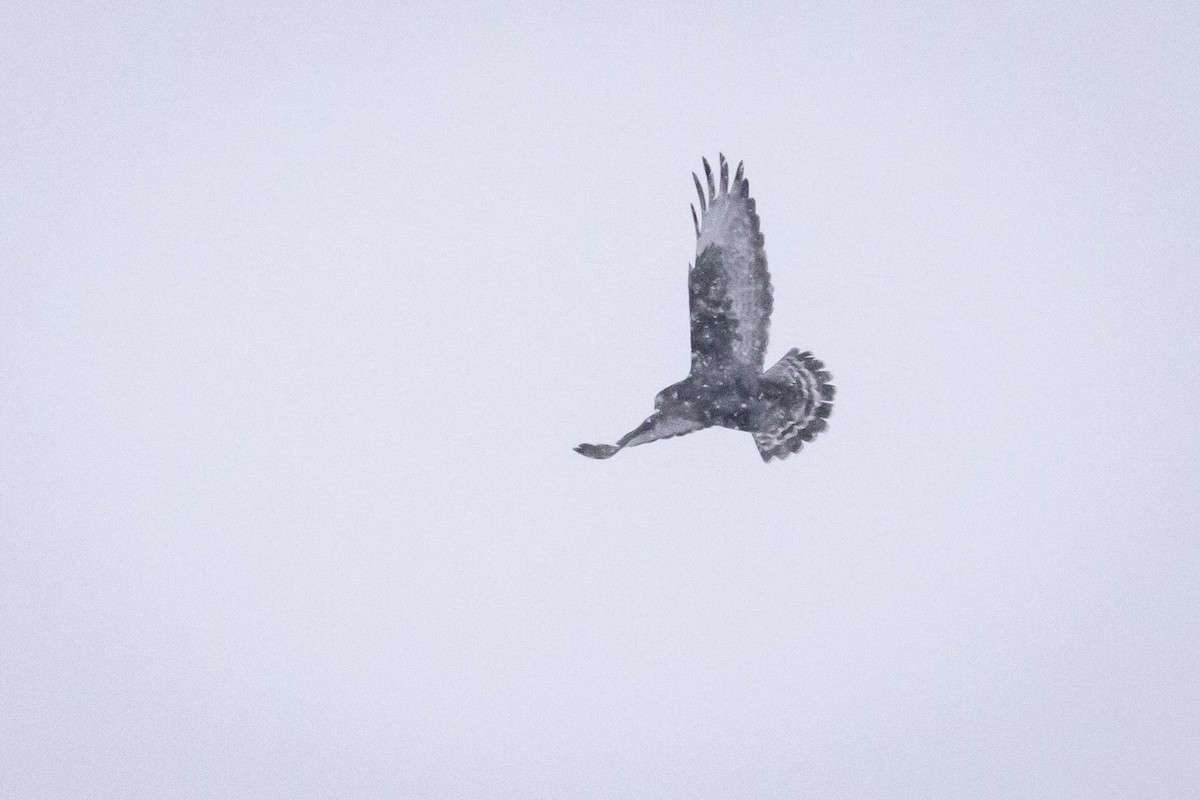 Rough-legged Hawk - ML613479930