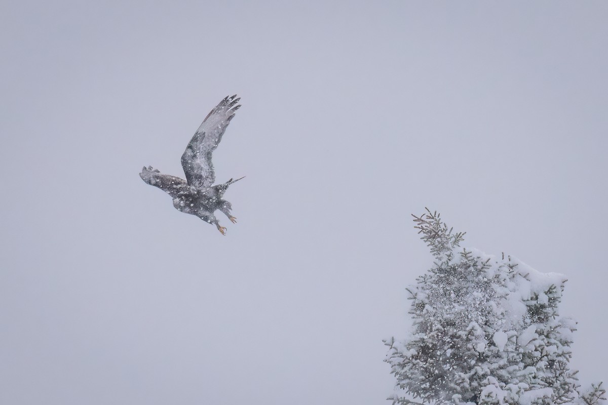 Rough-legged Hawk - ML613479934