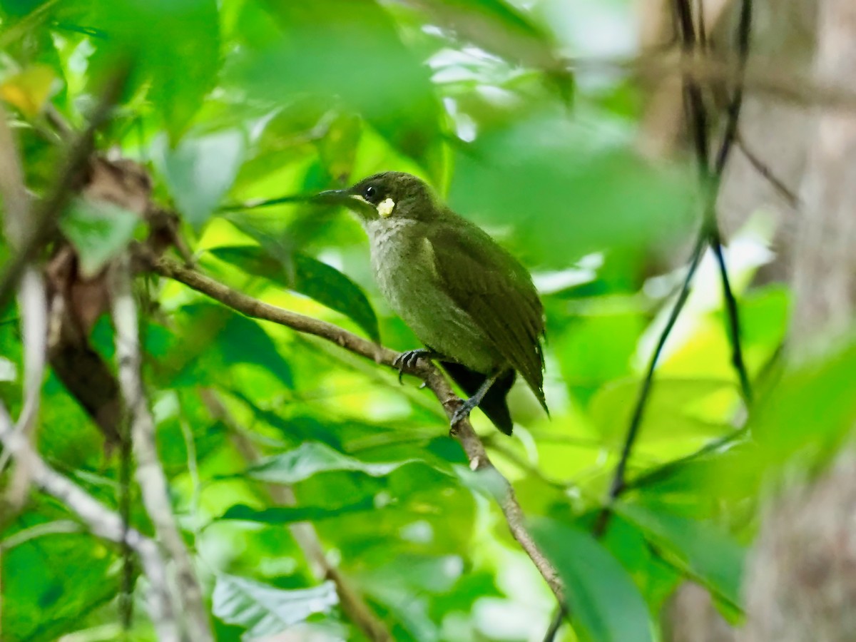 Yellow-spotted Honeyeater - David Boyle