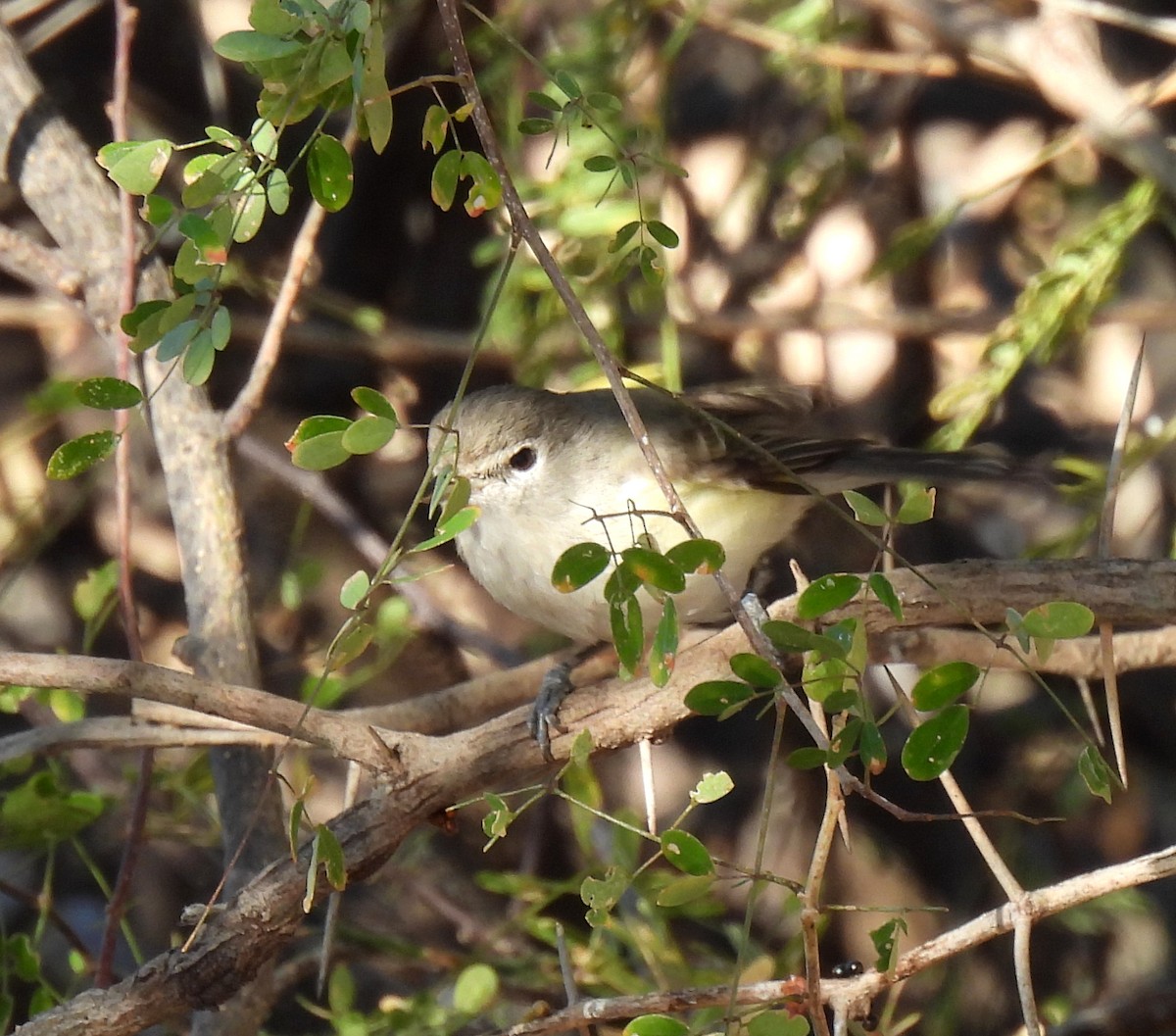 Bell's Vireo - Mary Tannehill