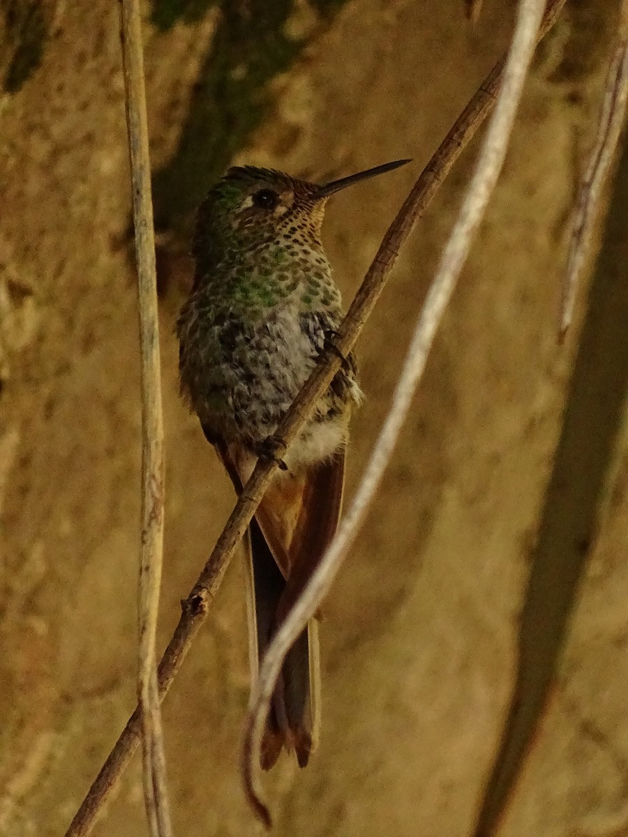 Red-tailed Comet - ML613479976