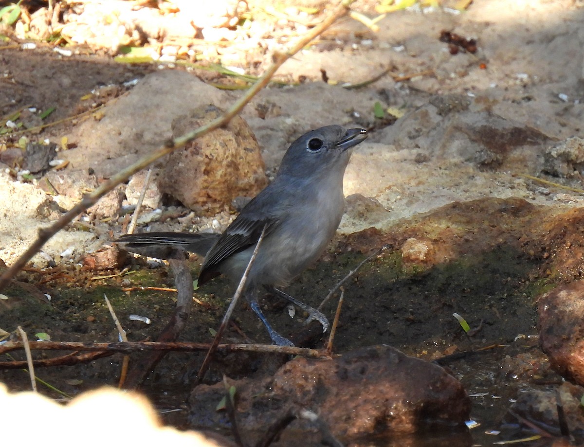 Gray Vireo - ML613479983