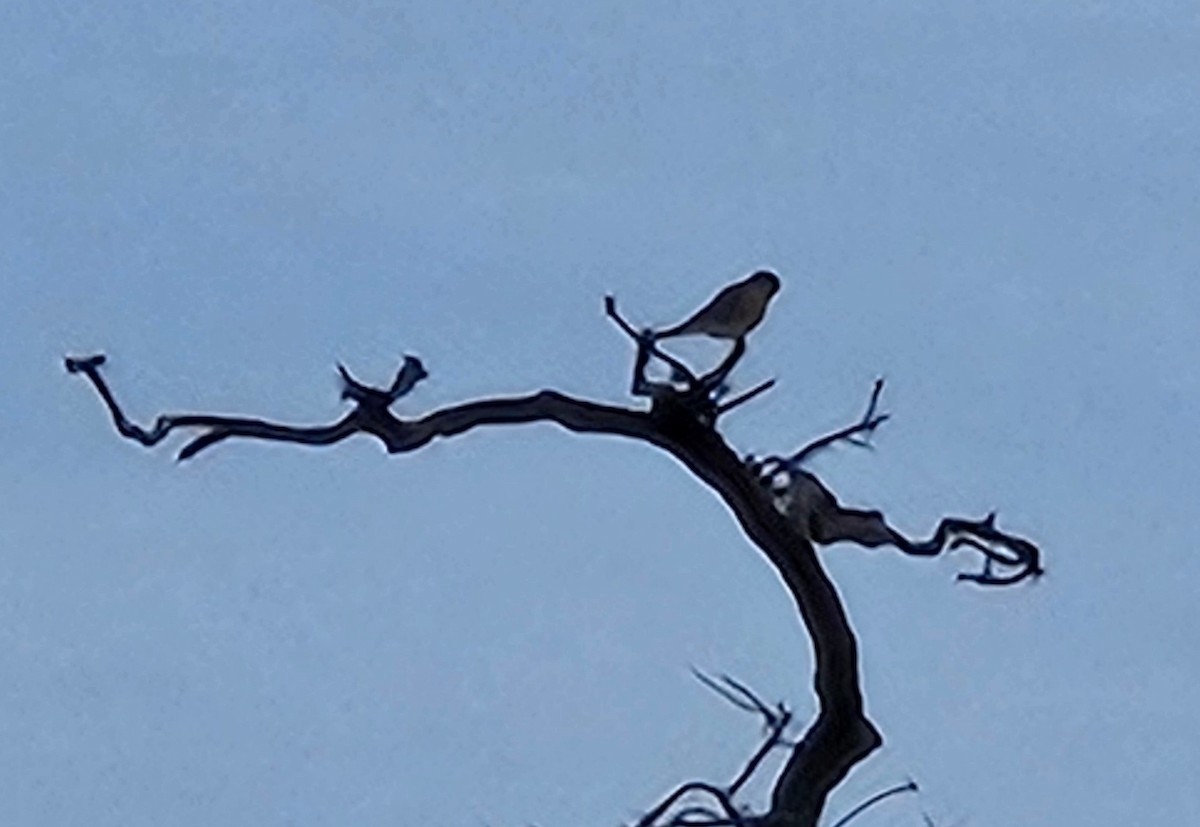 American Kestrel (Northern) - ML613480006