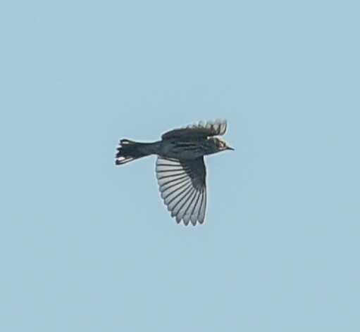 Yellow-rumped Warbler - ML613480058
