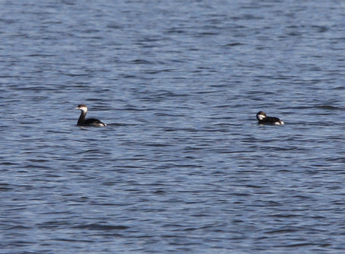 Horned Grebe - ML613480098