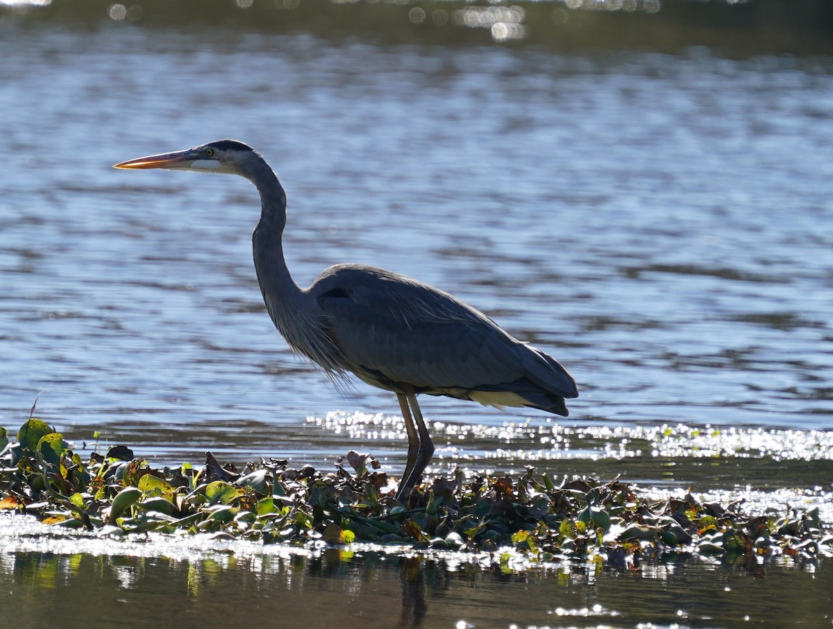 Great Blue Heron - ML613480150