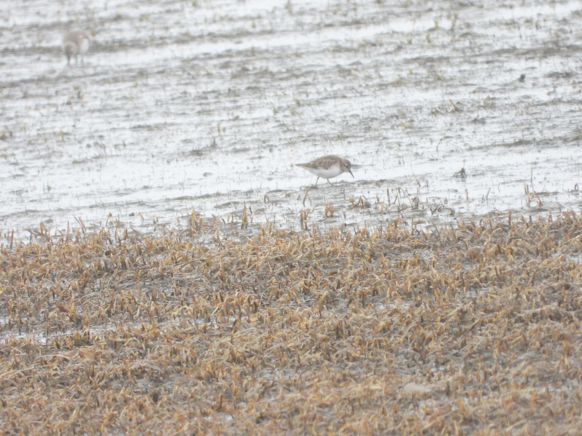 Least Sandpiper - ML613480202