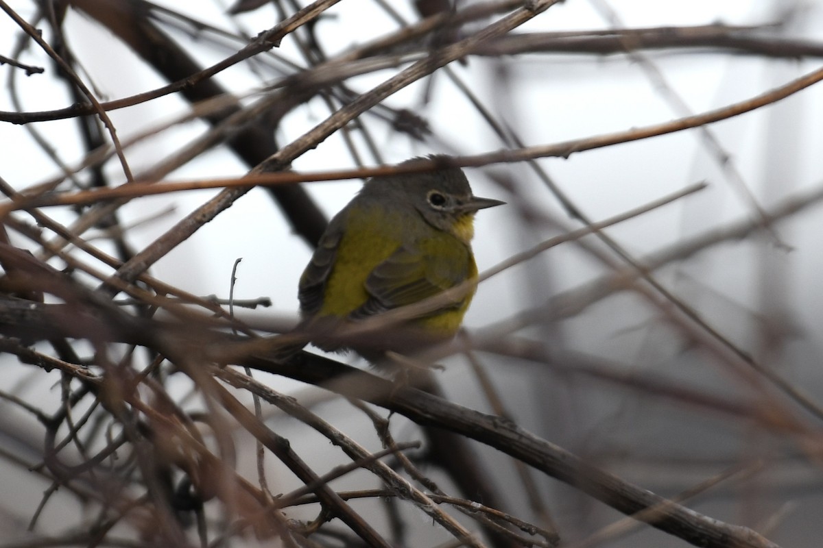 Nashville Warbler - ML613480220