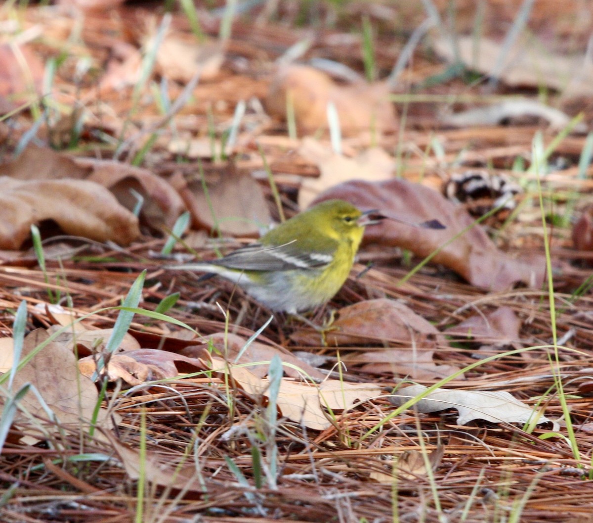 Pine Warbler - ML613480362