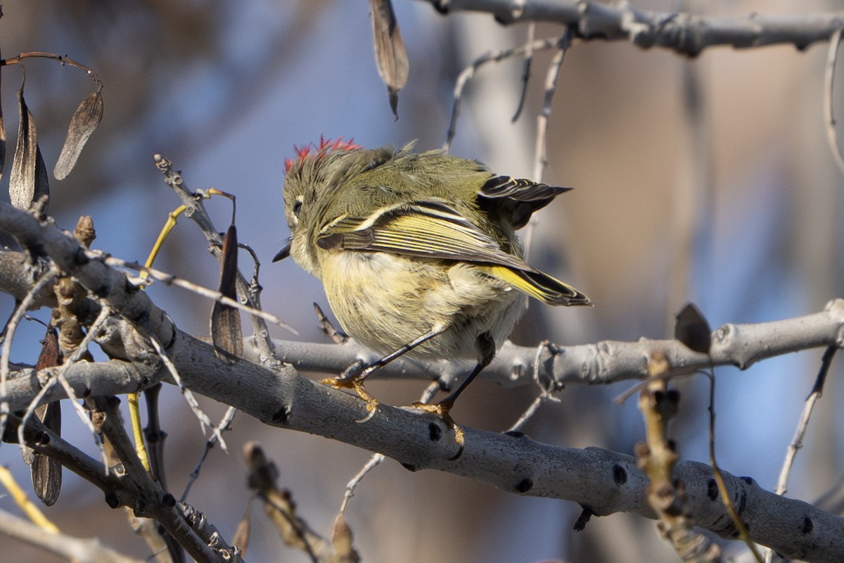 Ruby-crowned Kinglet - ML613480381
