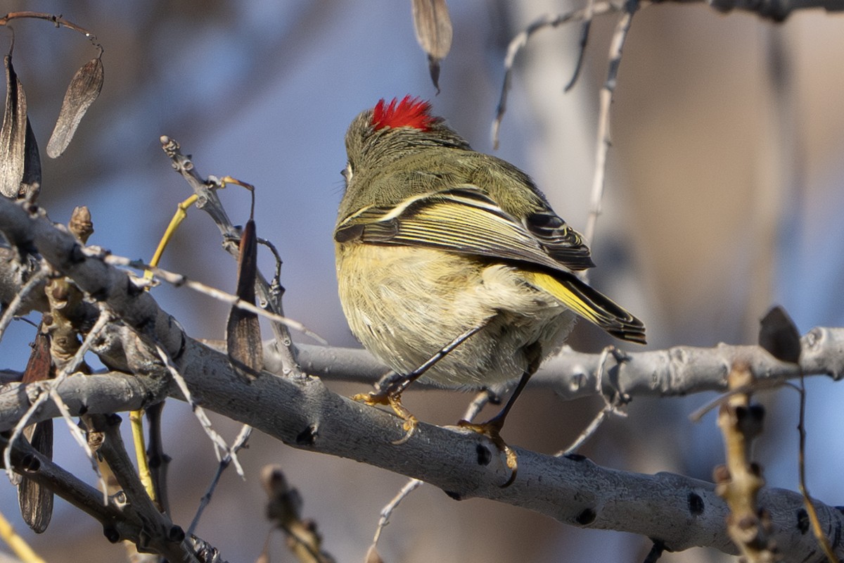 Ruby-crowned Kinglet - ML613480382