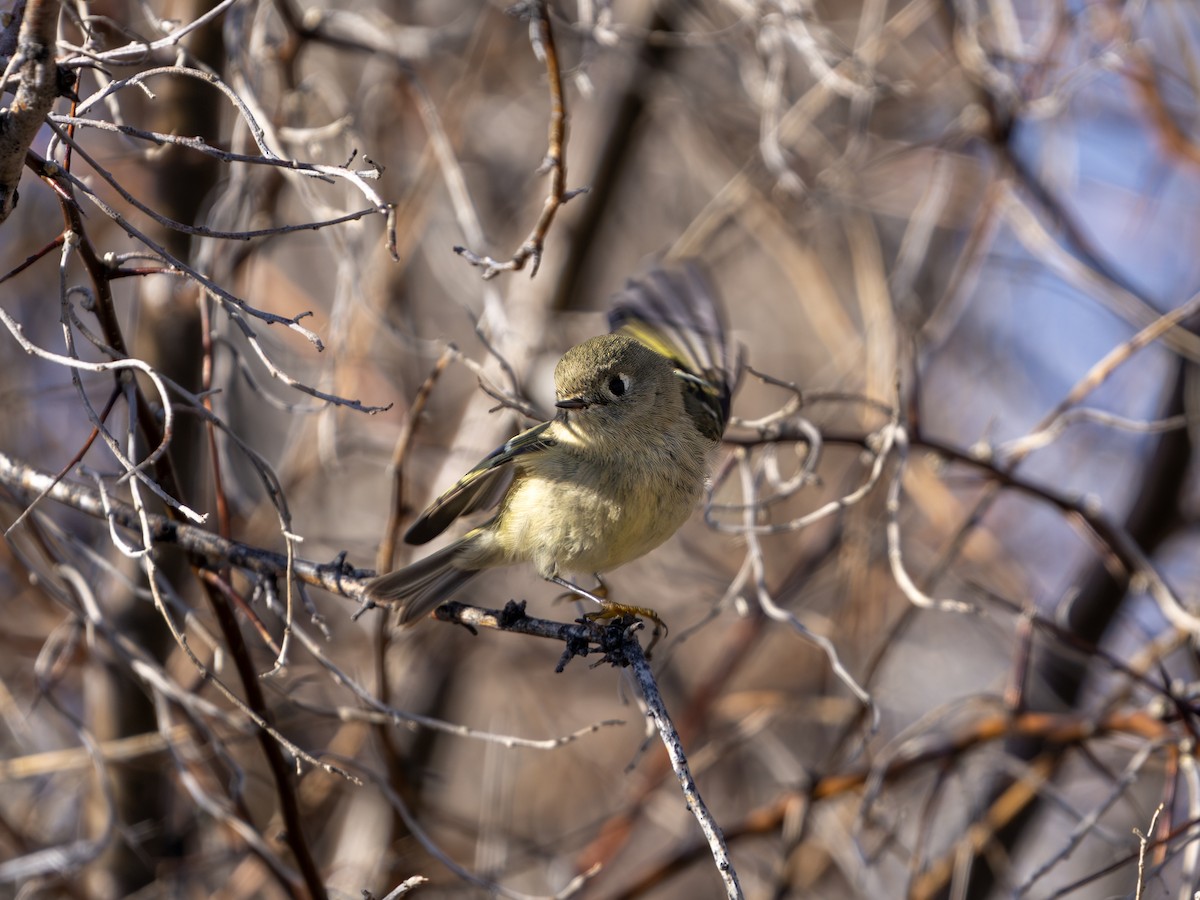 Ruby-crowned Kinglet - ML613480383