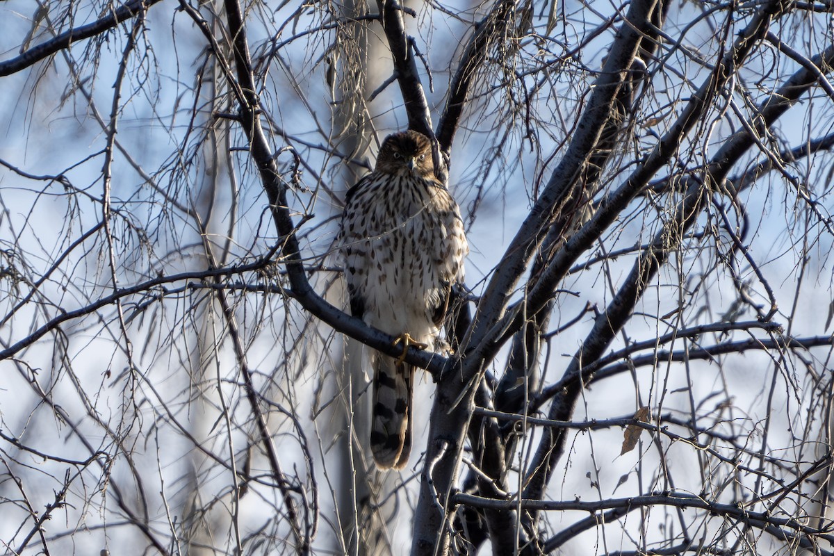 Cooper's Hawk - ML613480386