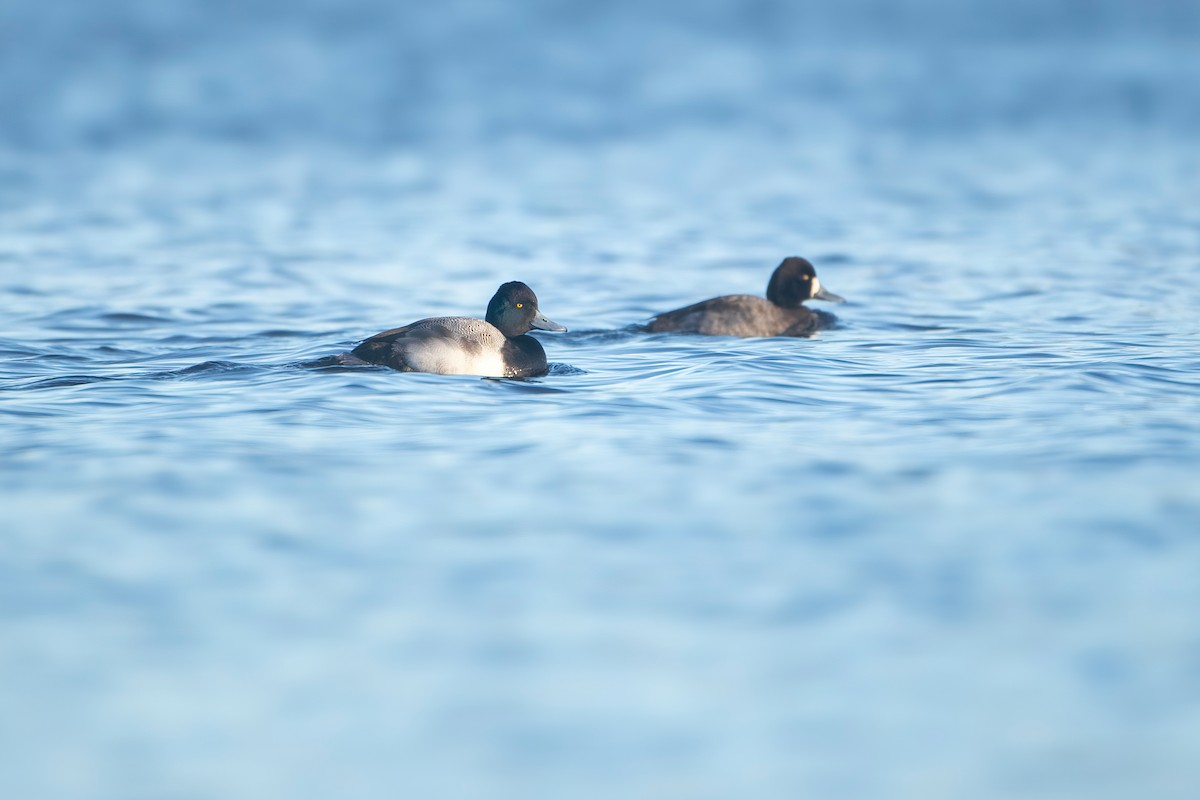 Lesser Scaup - ML613480404