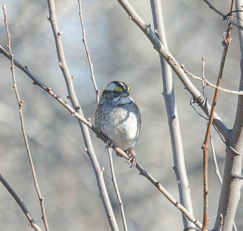 White-throated Sparrow - ML613480407