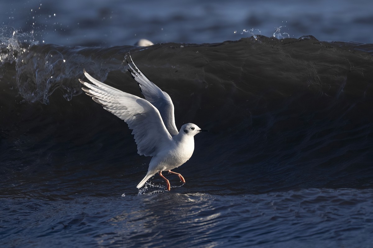 Mouette de Bonaparte - ML613480424