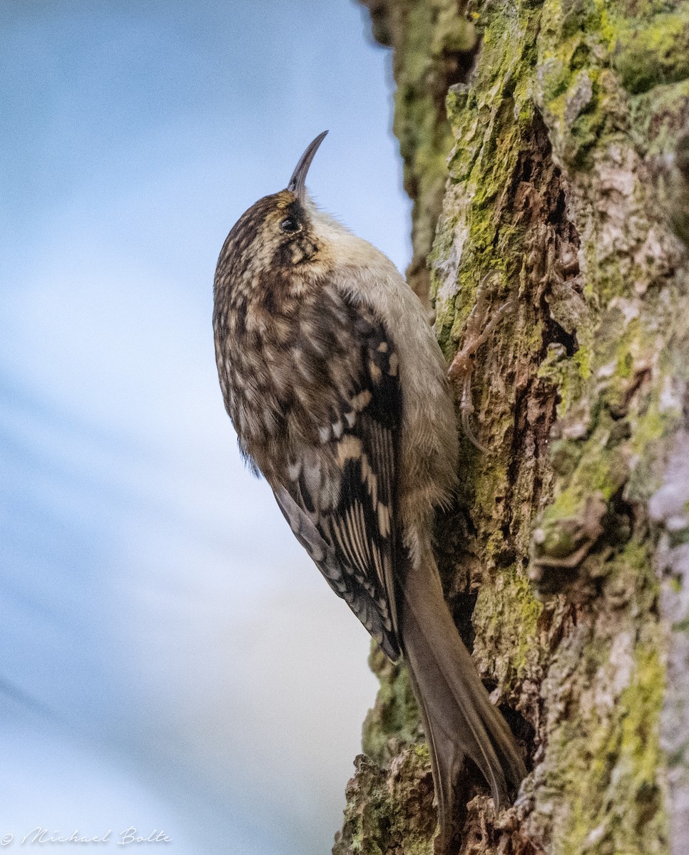 Brown Creeper - ML613480427