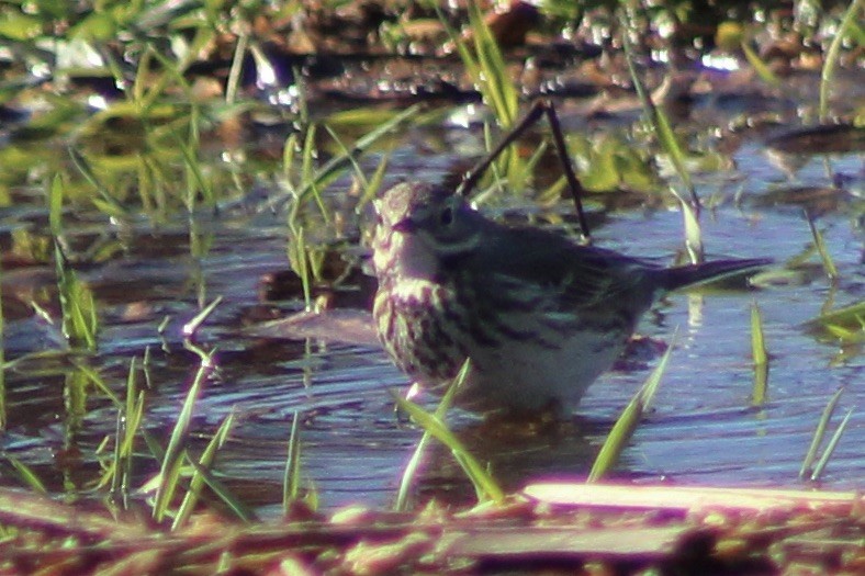 American Pipit - Kevin Markham