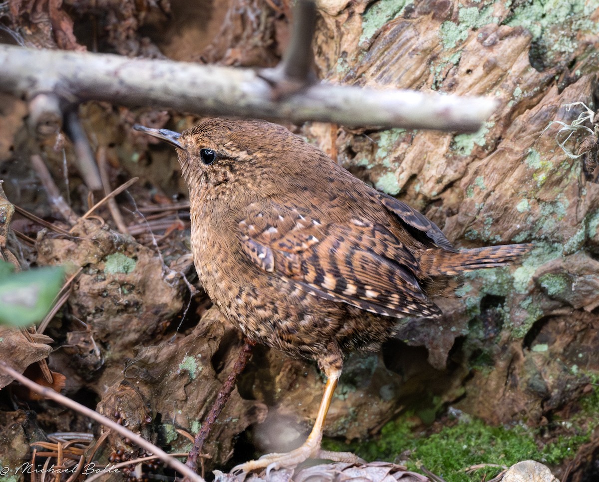 Pacific Wren - ML613480433