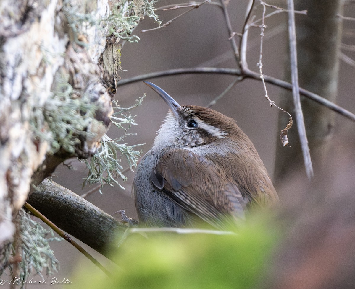 Bewick's Wren - ML613480449