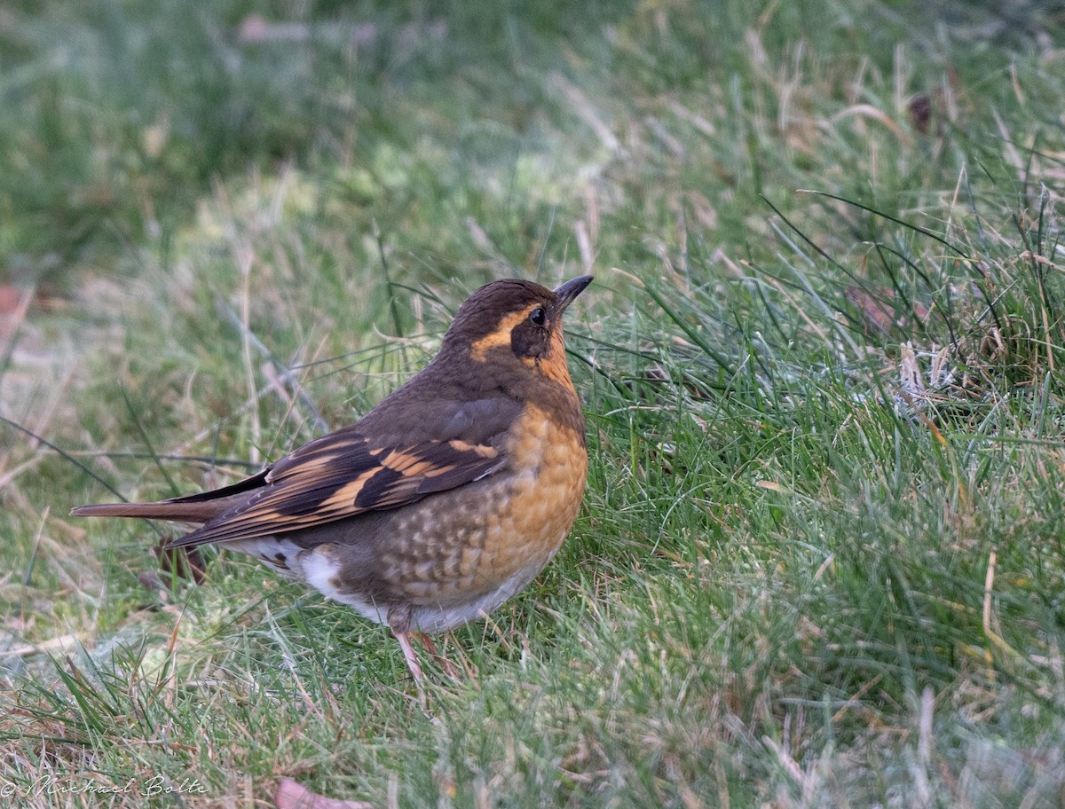 Varied Thrush - ML613480461