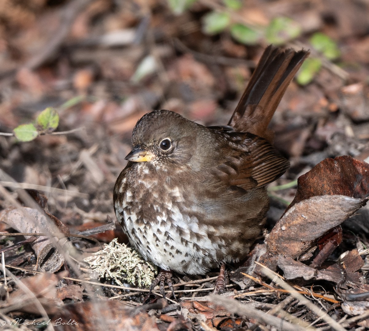 Fox Sparrow - ML613480483