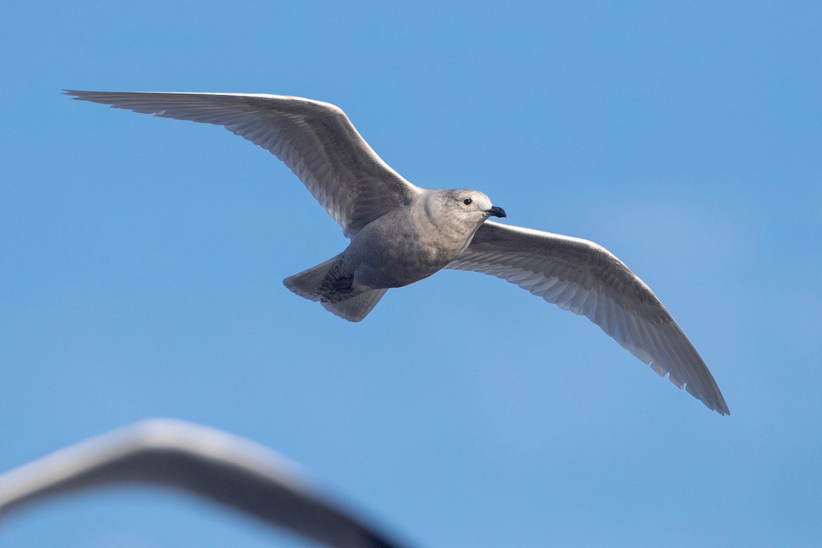 Gaviota Groenlandesa (kumlieni) - ML613480493