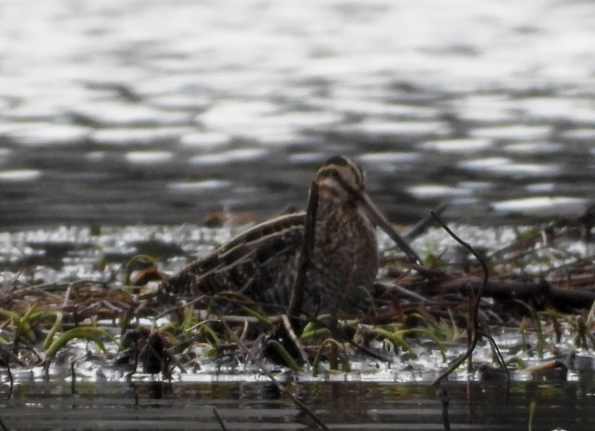 Wilson's Snipe - ML613480548