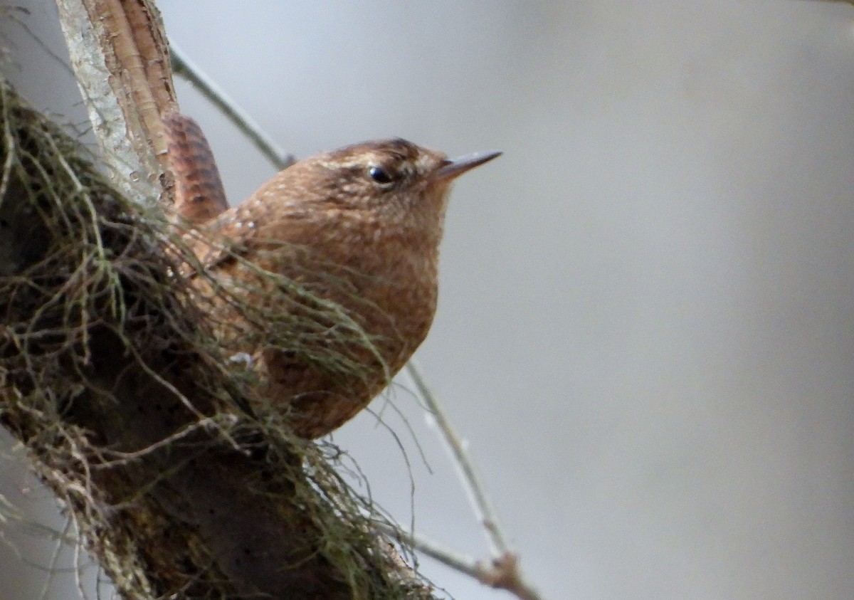 Winter Wren - ML613480572