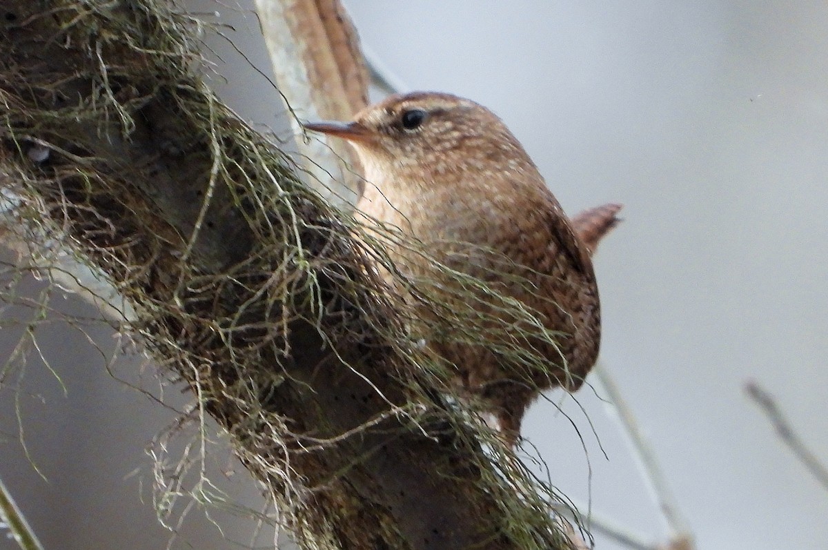 Winter Wren - ML613480574