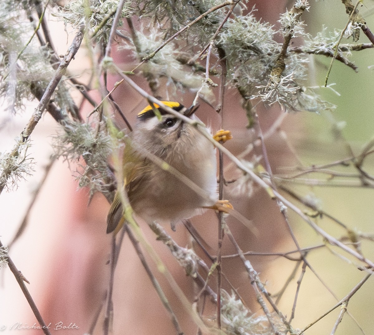 Golden-crowned Kinglet - ML613480585