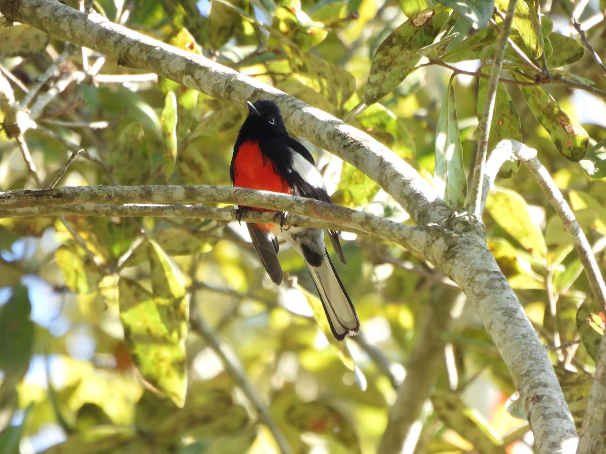 Painted Redstart - ML613480591