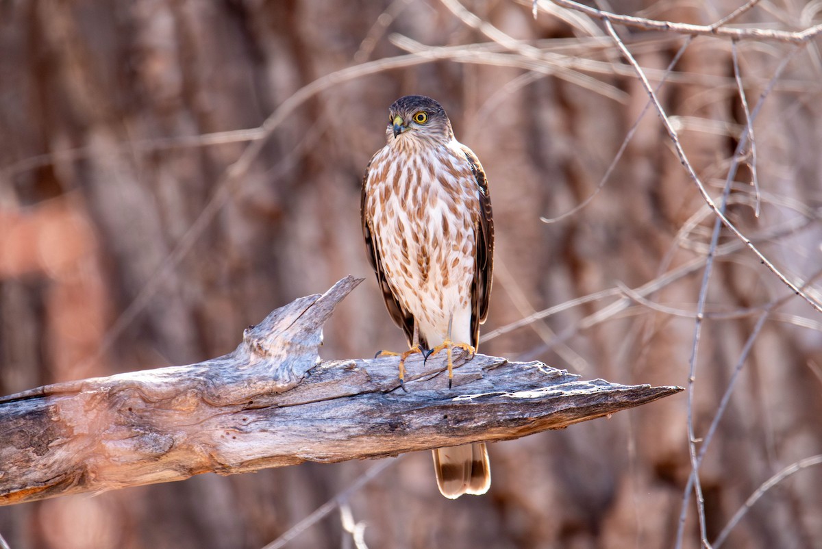 Sharp-shinned Hawk - ML613480606