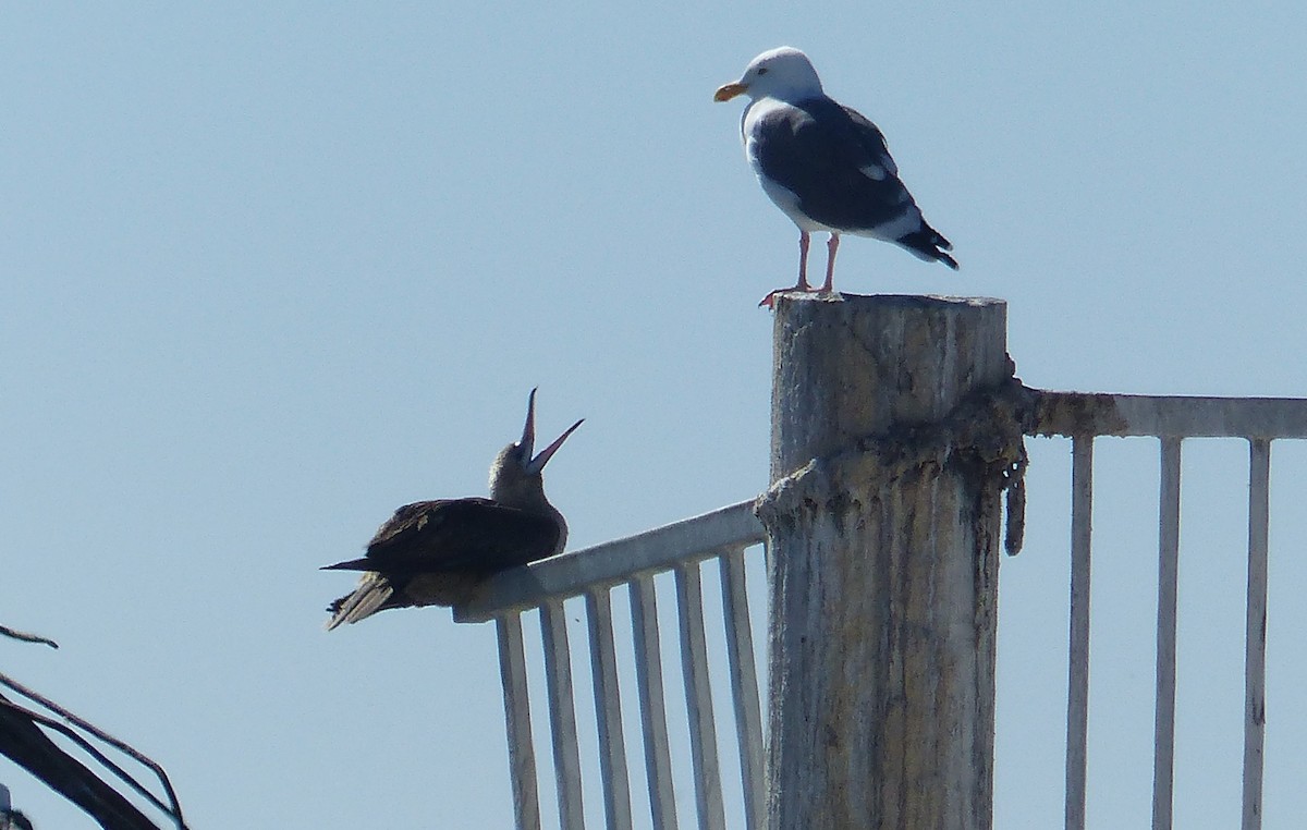 Red-footed Booby - ML613480635