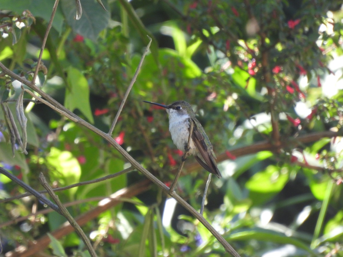 Ruby-throated Hummingbird - Miguel Angel Och Hernández