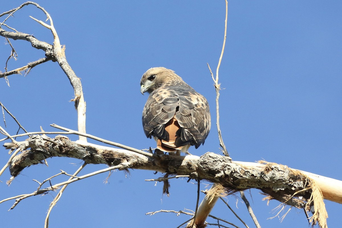 Rotschwanzbussard (calurus/alascensis) - ML613480672