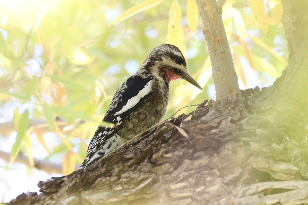 Yellow-bellied Sapsucker - ML613480683