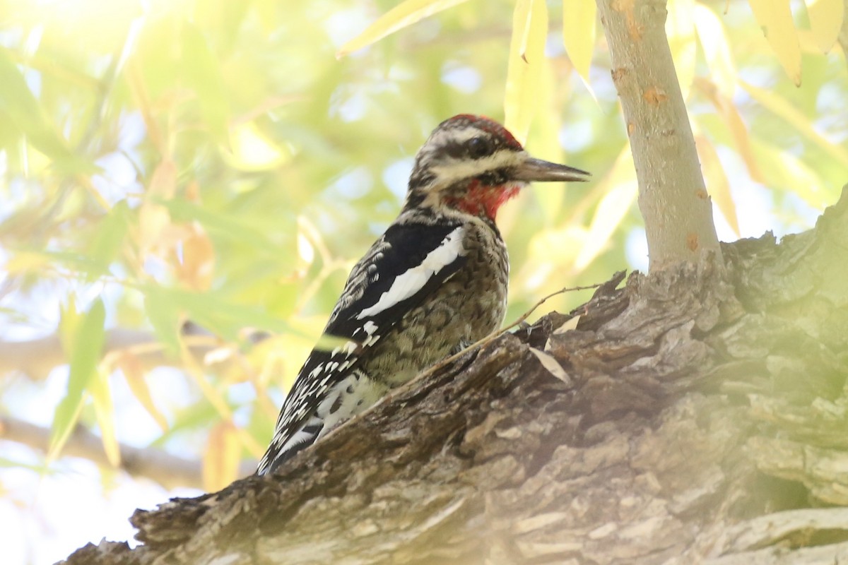 Yellow-bellied Sapsucker - Jake Thompson