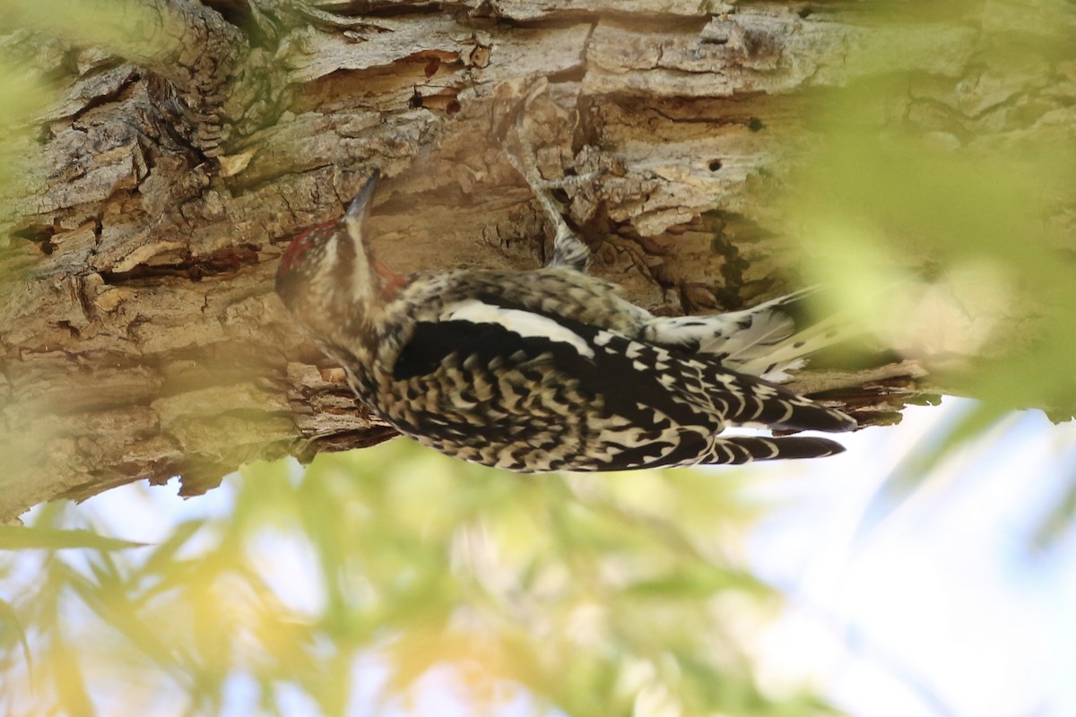 Yellow-bellied Sapsucker - Jake Thompson